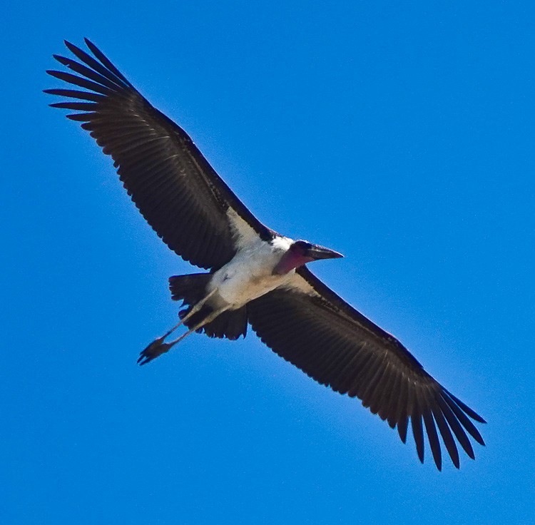 Marabou Stork - ML612520744
