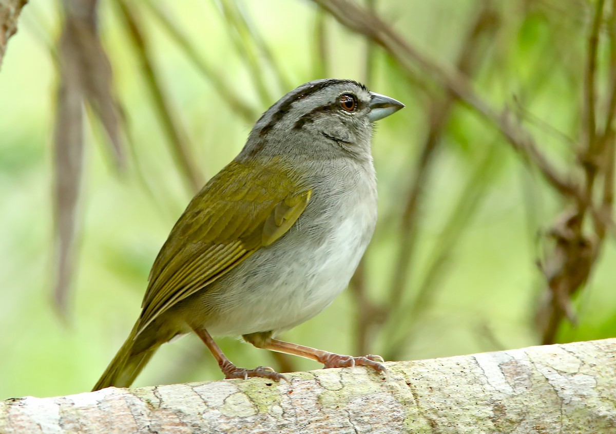 Green-backed Sparrow - Brad Bergstrom
