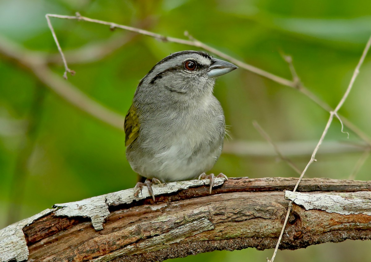 Green-backed Sparrow - Brad Bergstrom