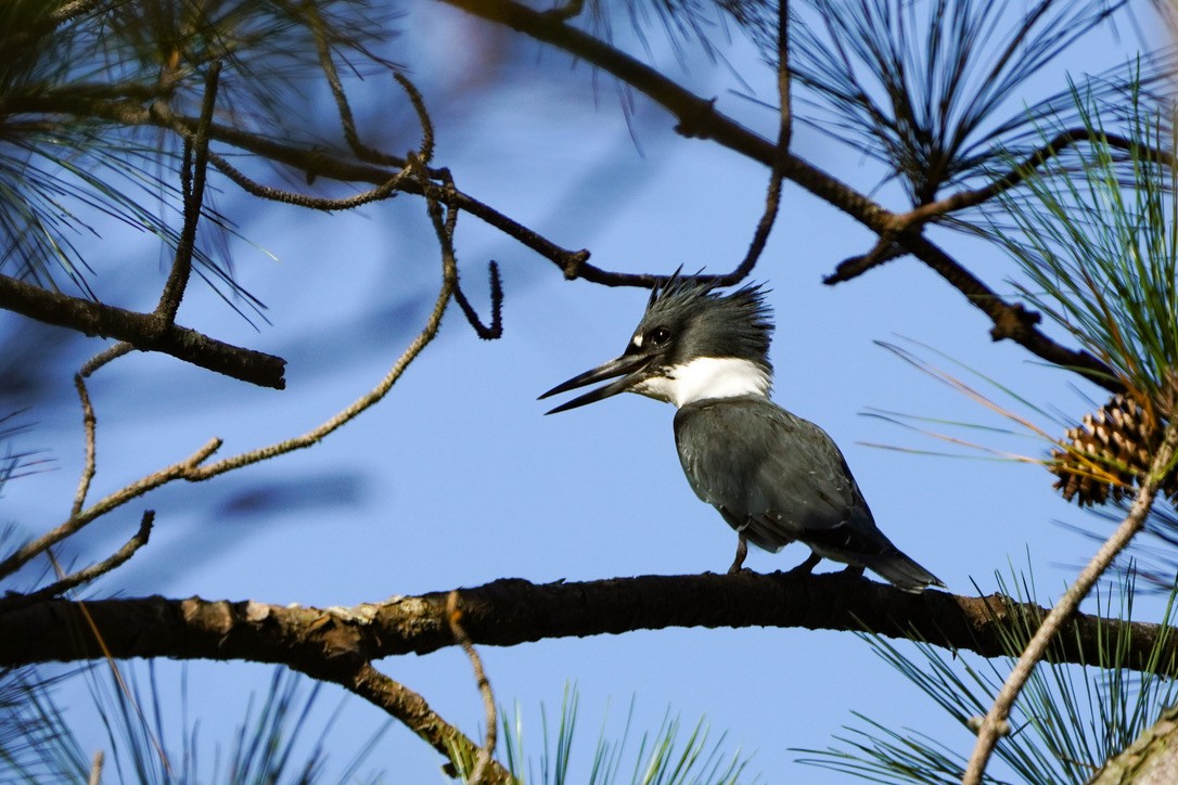Belted Kingfisher - Penny Owings