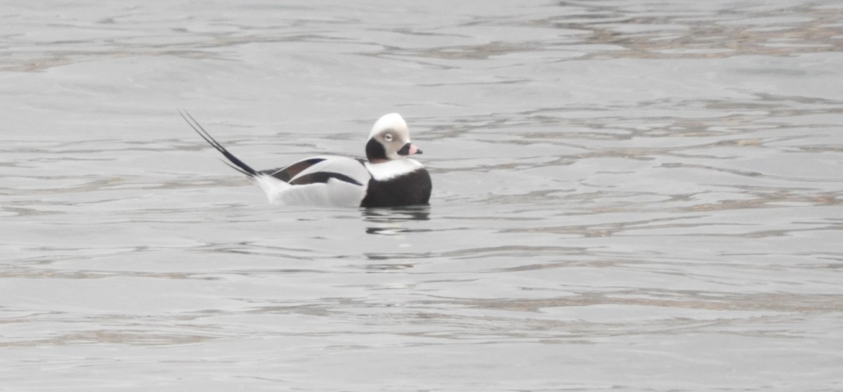 Long-tailed Duck - ML612521013