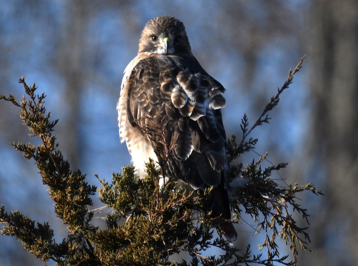 Red-tailed Hawk - ML612521090