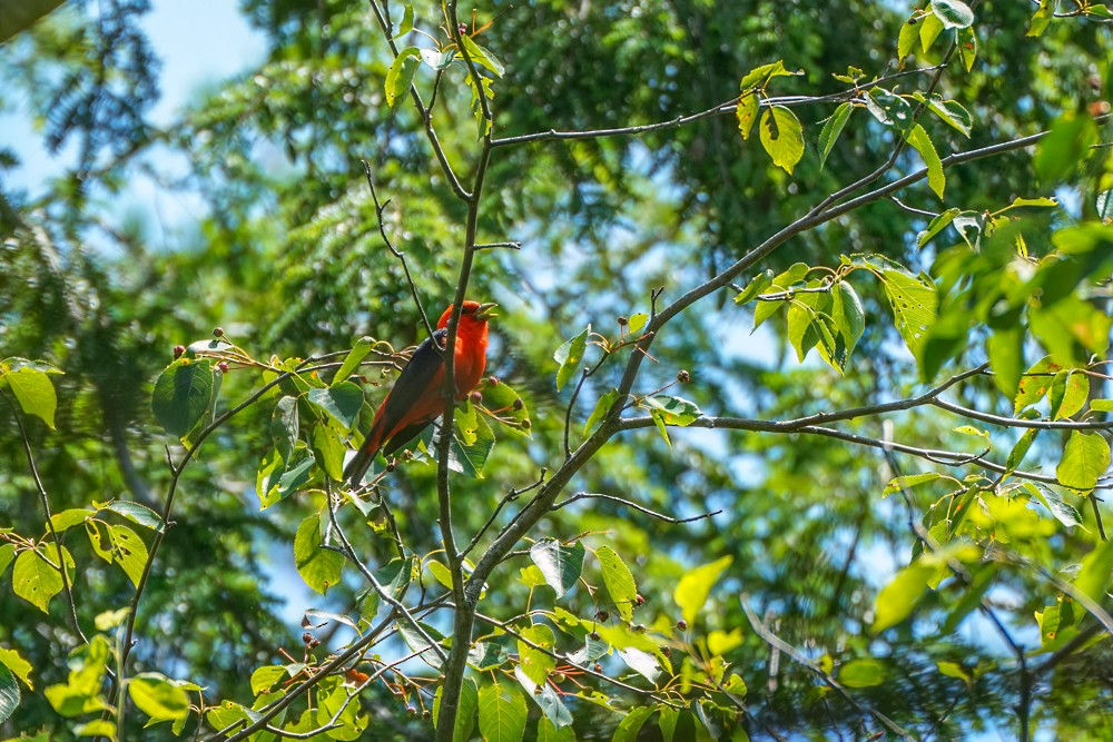 Scarlet Tanager - ML612521132