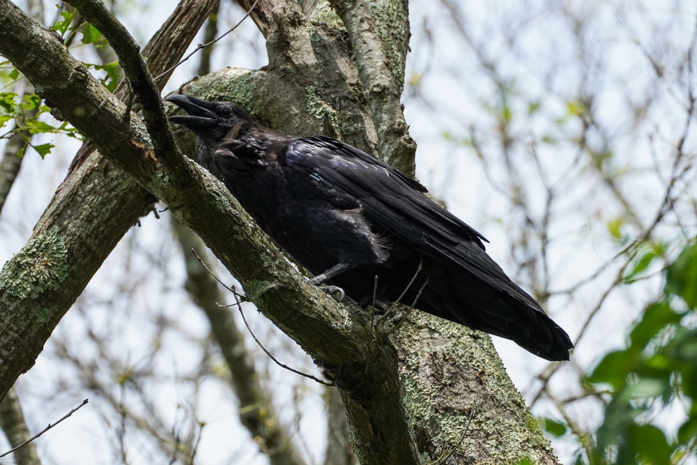 Common Raven - ML612521178