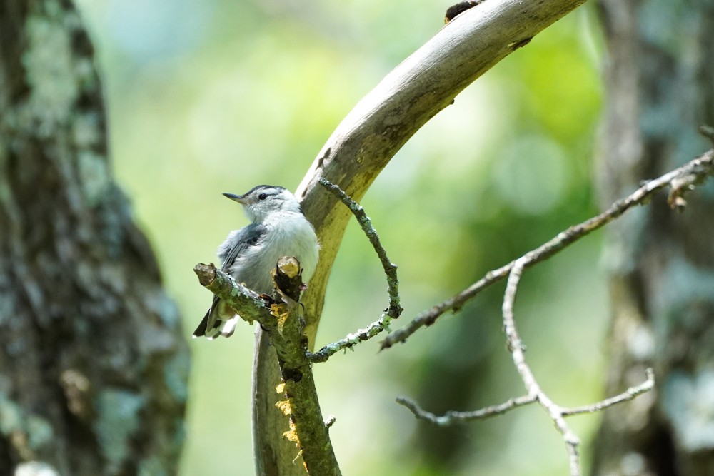 White-breasted Nuthatch - ML612521200