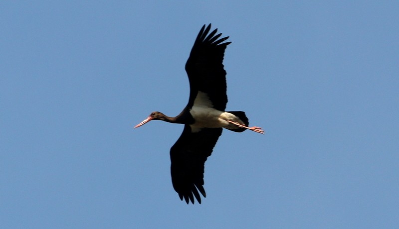 Black Stork - ML612521365