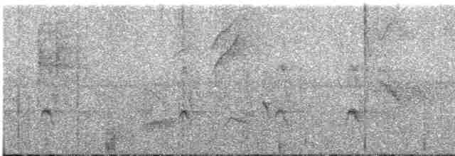 Fleckenbrust-Ameisenvogel - ML612521566