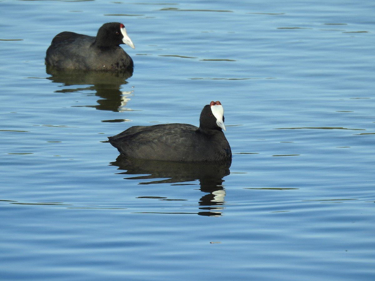 Red-knobbed Coot - ML612521662