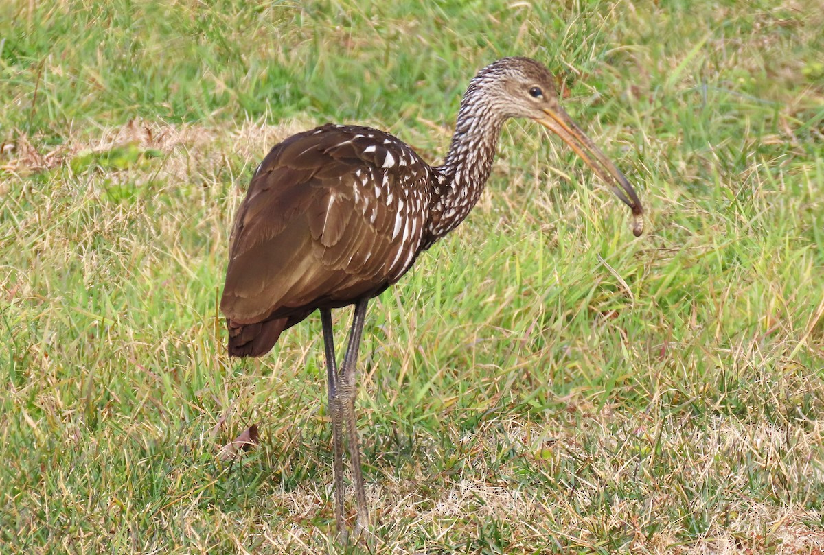 eBird Checklist 22 Dec 2023 Rivers Edge Mobil Home Park 4 species