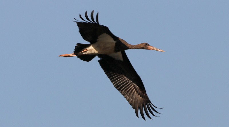 Black Stork - ML612521769