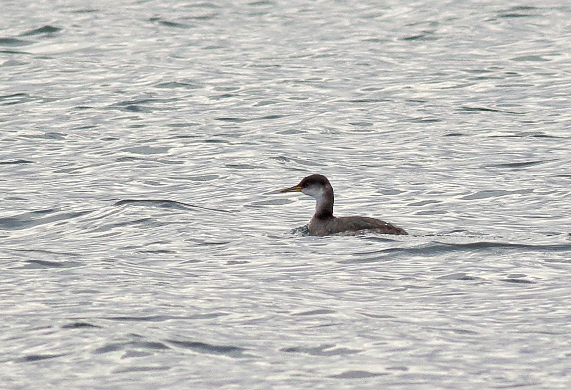 Red-necked Grebe - Robb Hinds