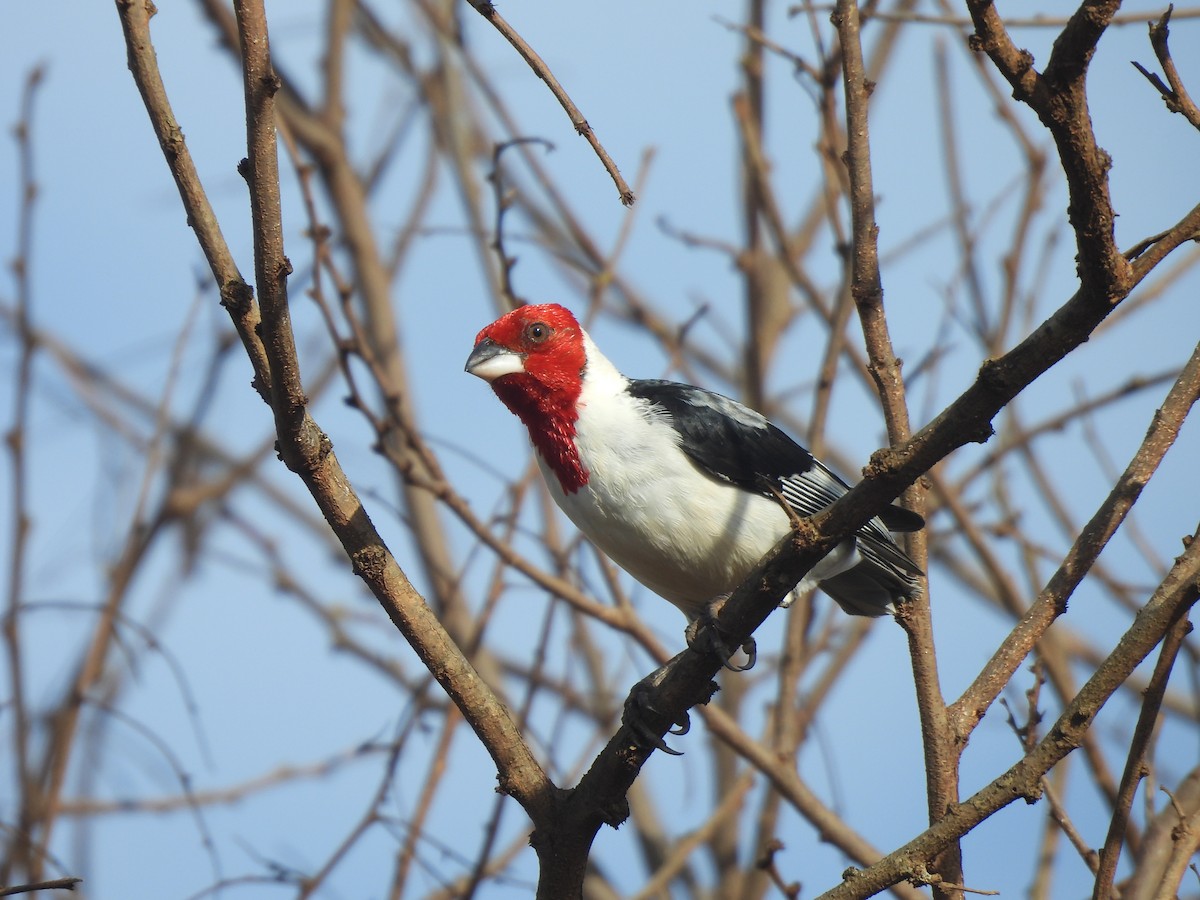 Red-cowled Cardinal - ML612522221