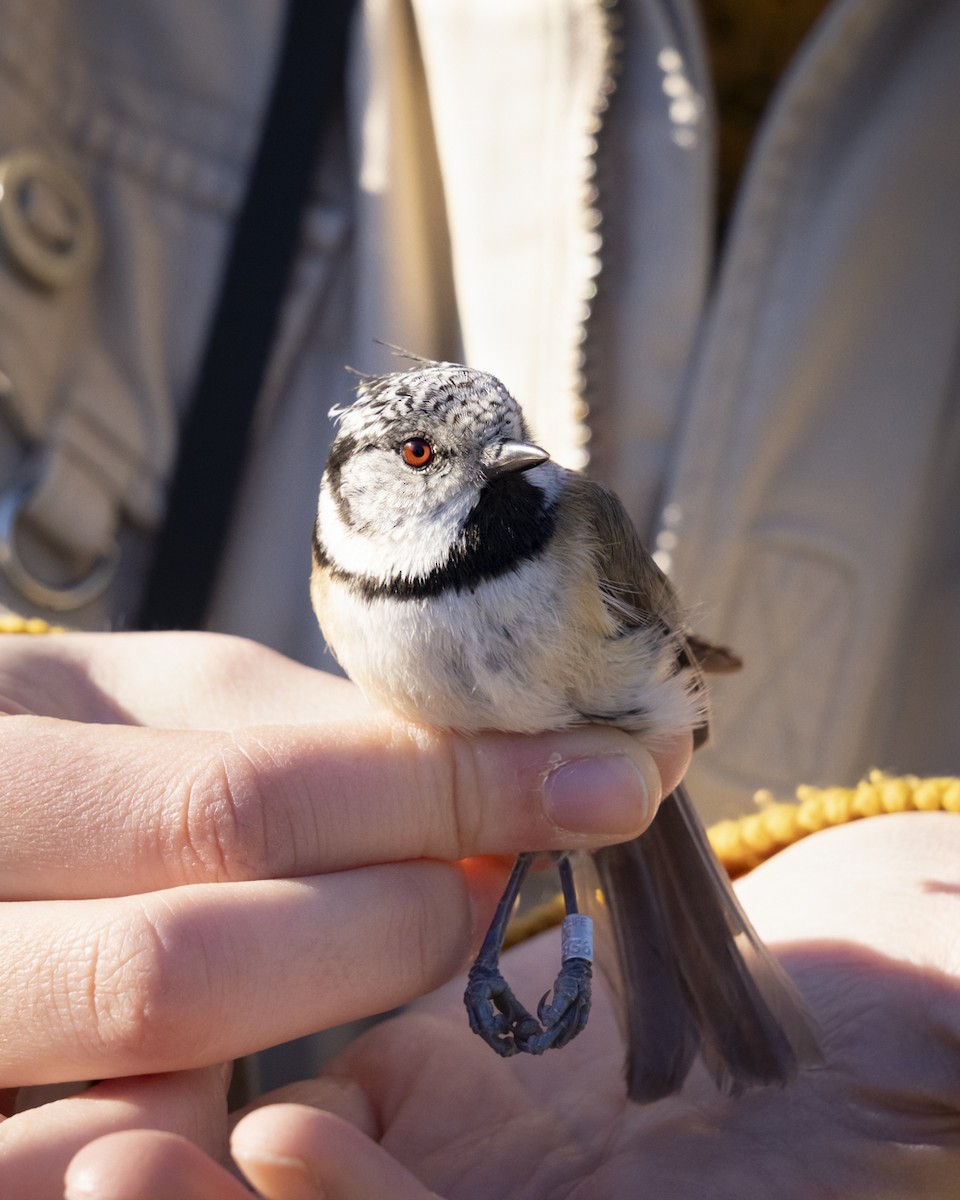 Crested Tit - ML612522484