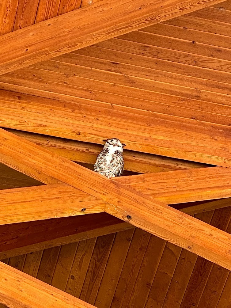 Great Horned Owl - ML612522485