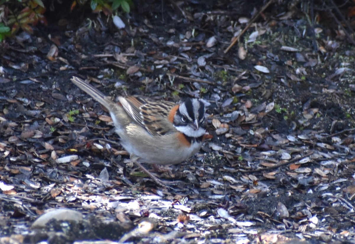 Rufous-collared Sparrow - ML612522496