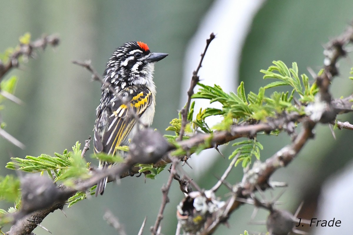 Red-fronted Tinkerbird - ML612522566