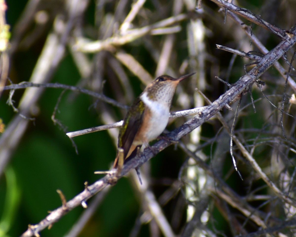 Scintillant Hummingbird - ML612522593