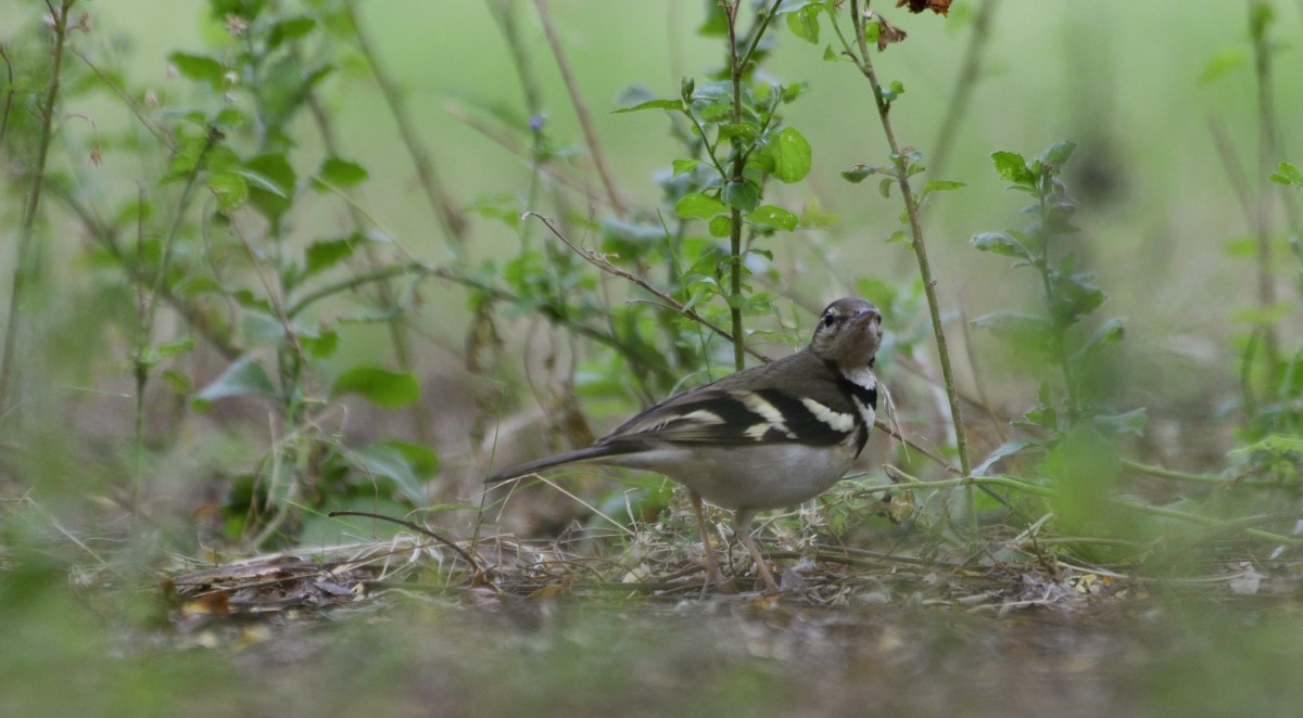 Forest Wagtail - ML612522617