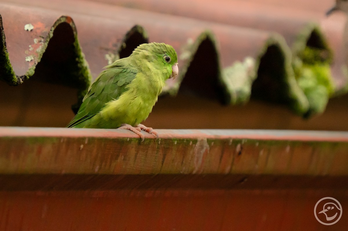 Spectacled Parrotlet - ML612522710