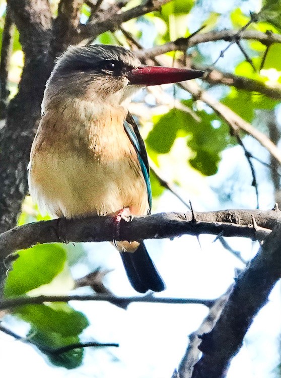 Brown-hooded Kingfisher - Arden Anderson