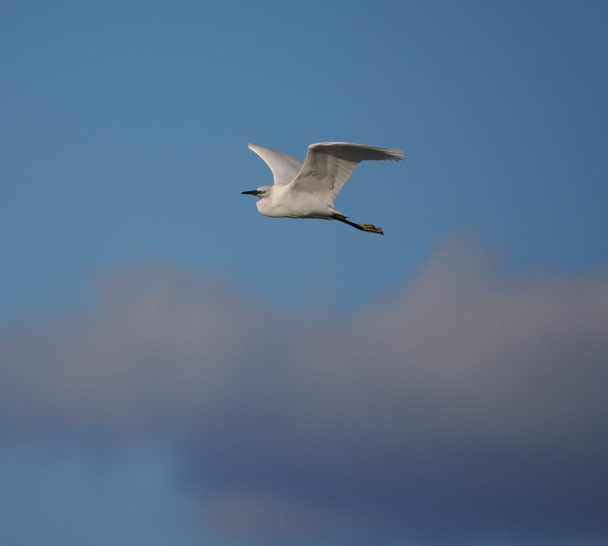 Little Egret - Newfoundland & Labrador Bird Records