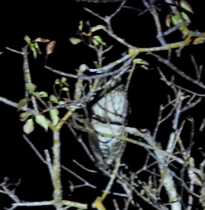 Mottled Owl (Mottled) - ML612523284
