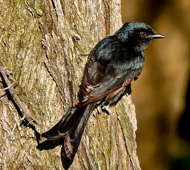 Fork-tailed Drongo - ML612523306