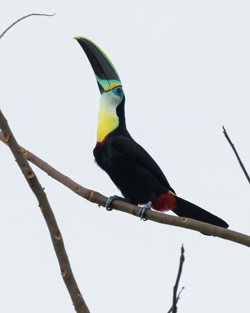 Channel-billed Toucan (Citron-throated) - ML612523340