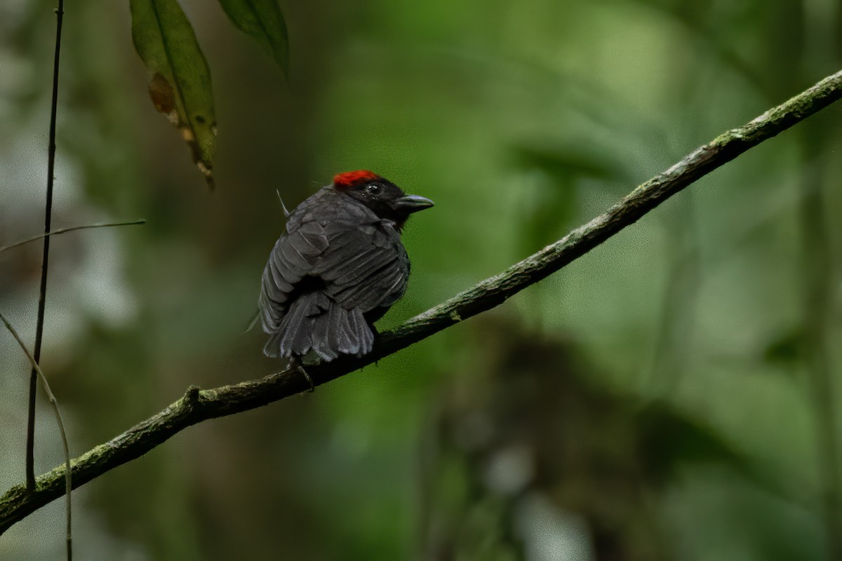 Sooty Ant-Tanager - ML612523346