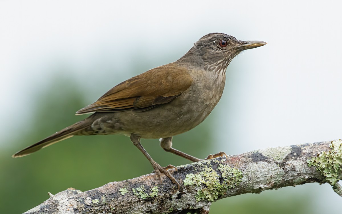 Pale-breasted Thrush - ML612523444