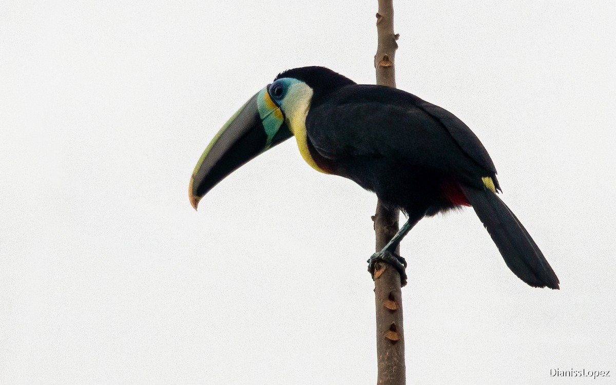 Channel-billed Toucan (Citron-throated) - ML612523670