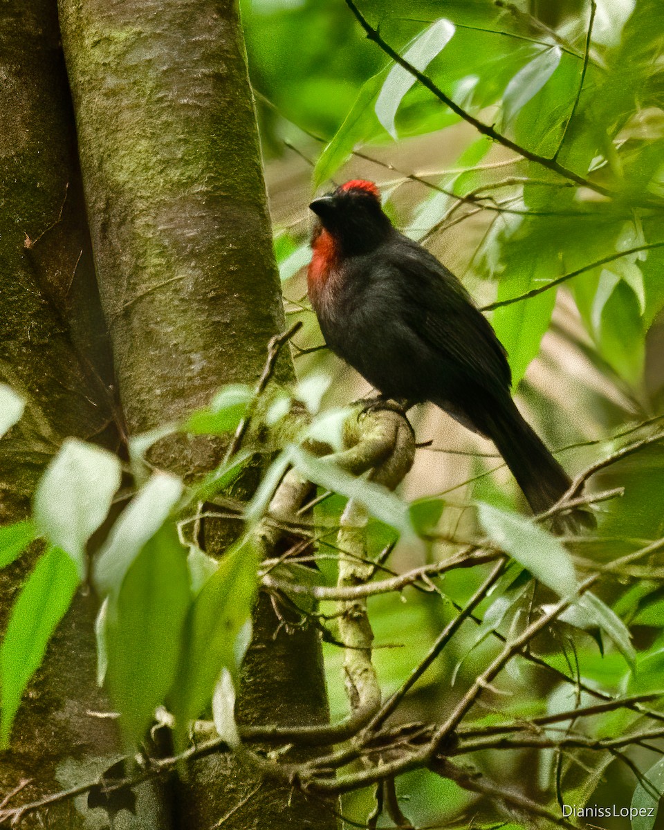 Sooty Ant-Tanager - ML612523676
