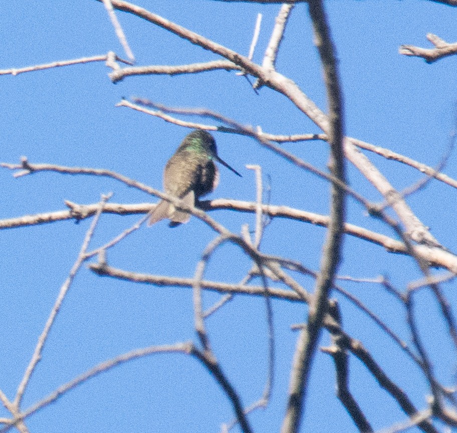 Azure-crowned Hummingbird (Azure-crowned) - ML612523709