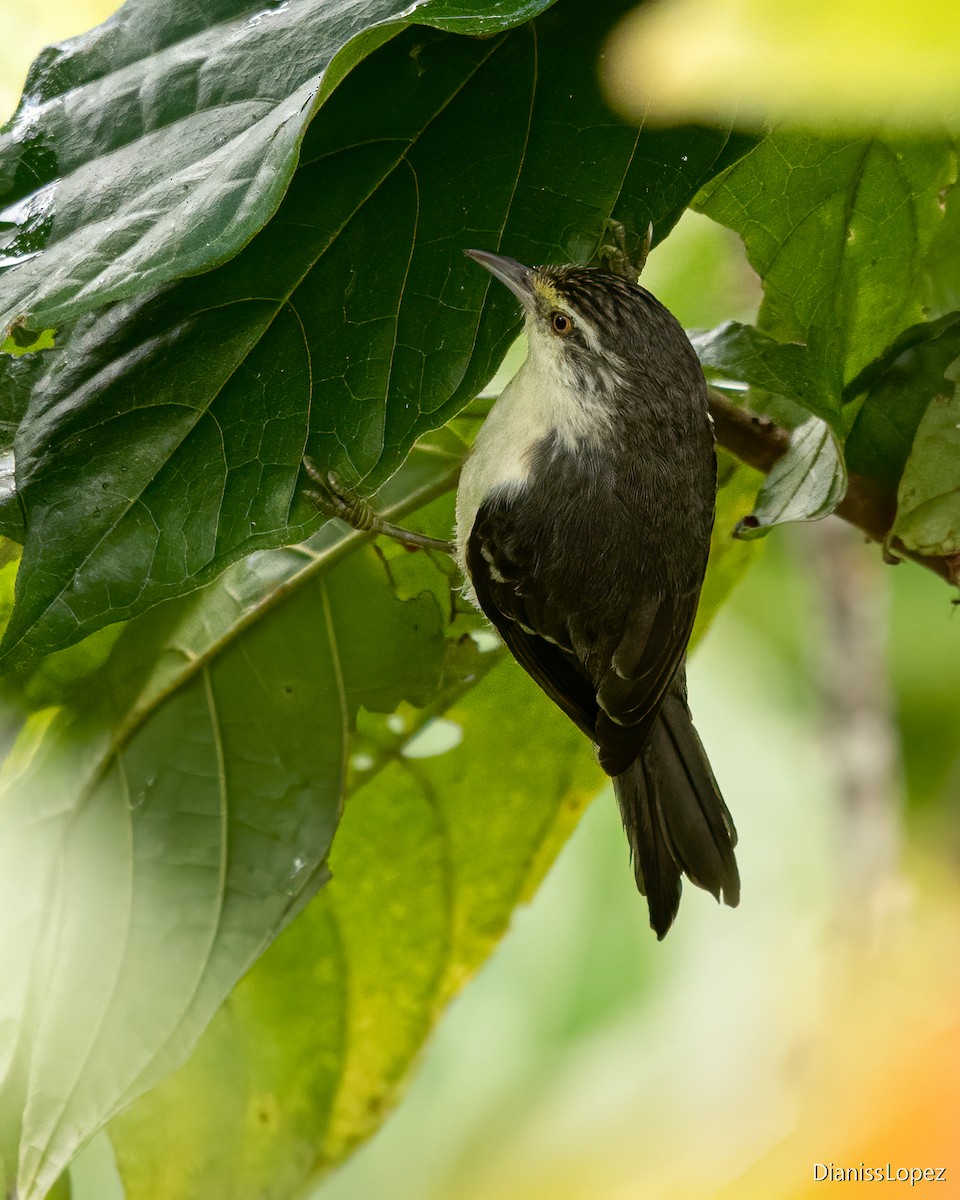Double-banded Graytail - ML612523784