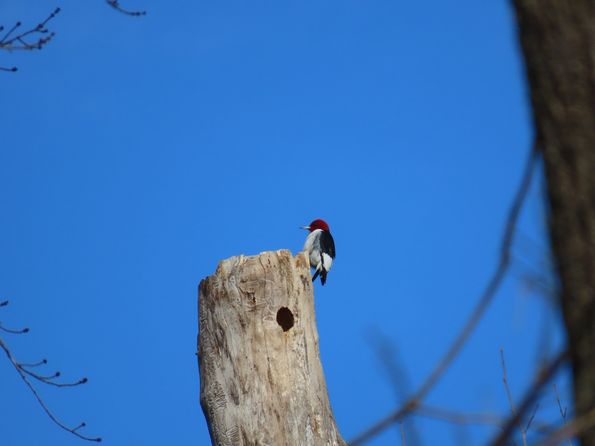 Red-headed Woodpecker - ML612523803