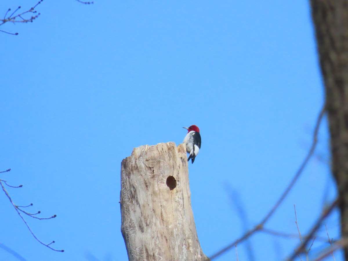 Red-headed Woodpecker - ML612523804