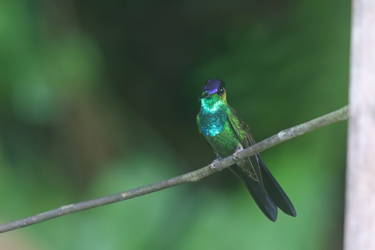 kolibřík fialovočelý - ML612524222