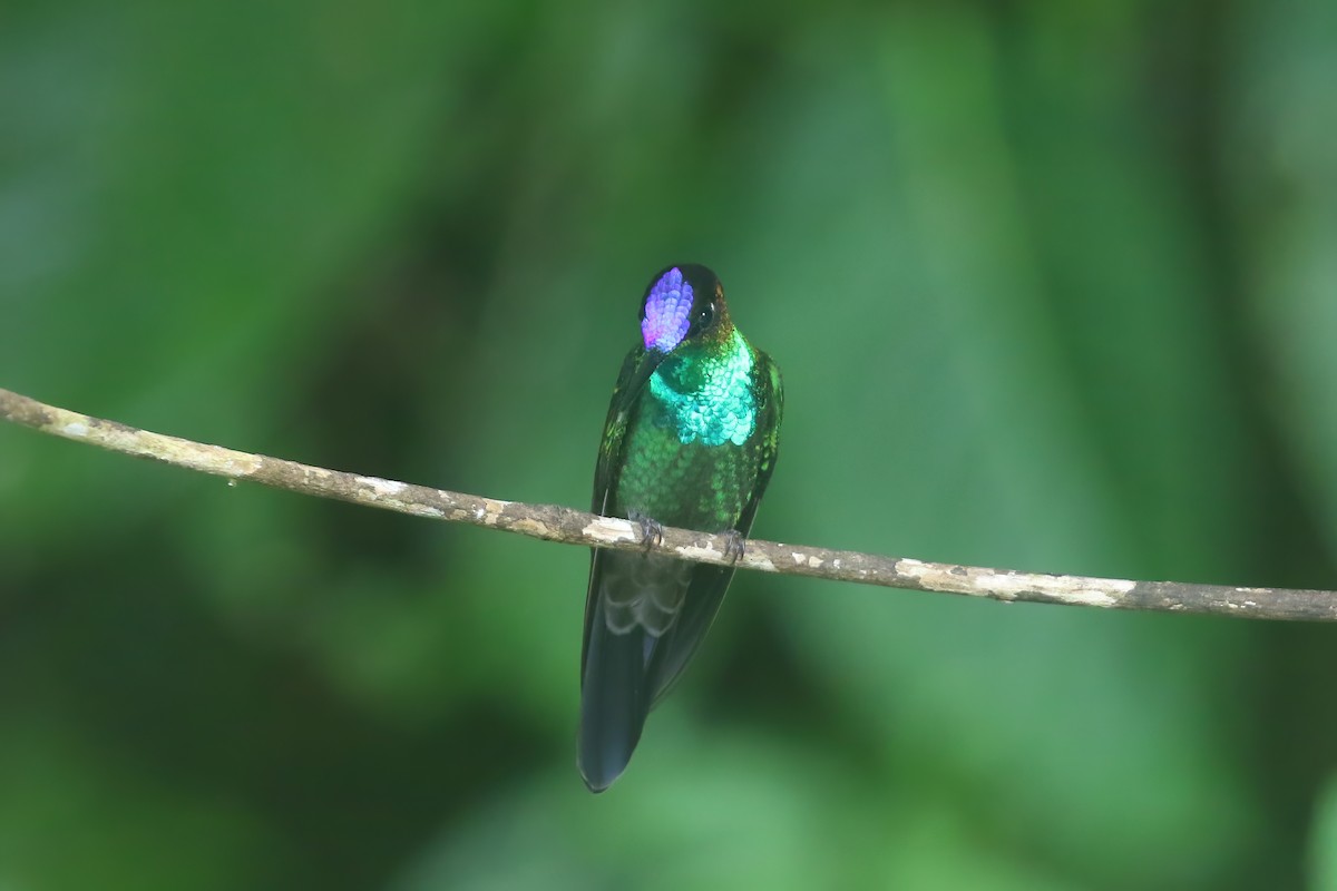 kolibřík fialovočelý - ML612524256