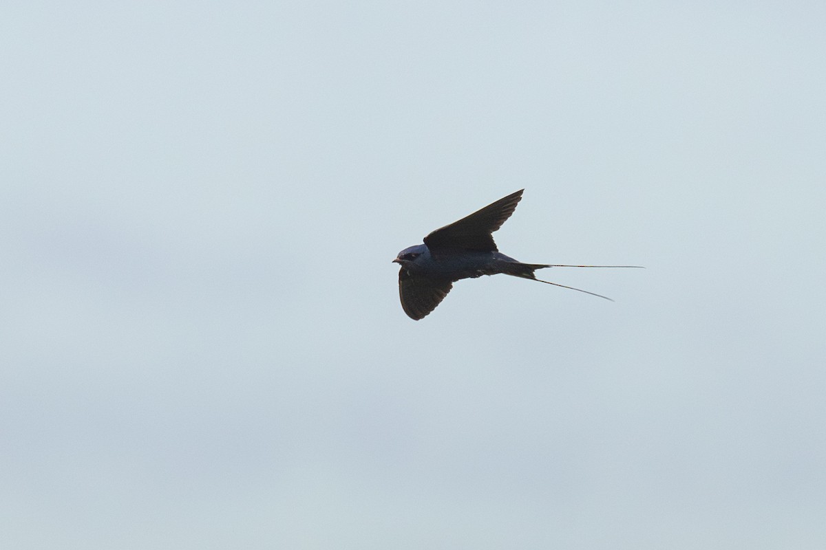 Montane Blue Swallow - Peter Kwiatek