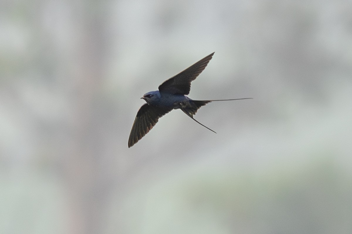 Montane Blue Swallow - Peter Kwiatek