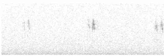 White Wagtail - ML612524307