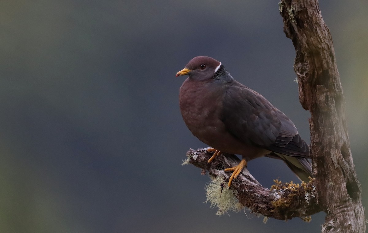 Band-tailed Pigeon - ML612524324