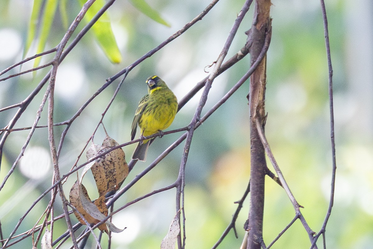 Forest Canary - ML612524463