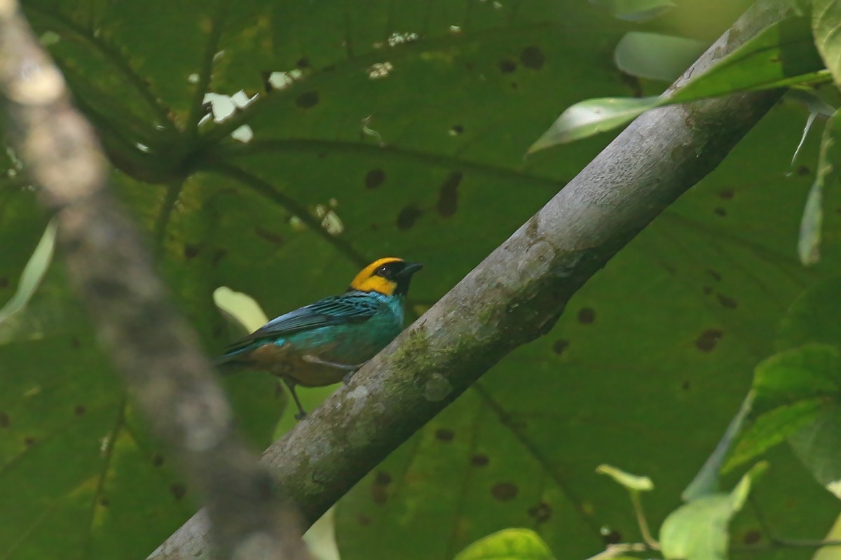 Saffron-crowned Tanager - ML612524487