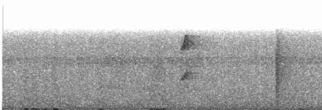 Todirostre à poitrine ombrée - ML612524619