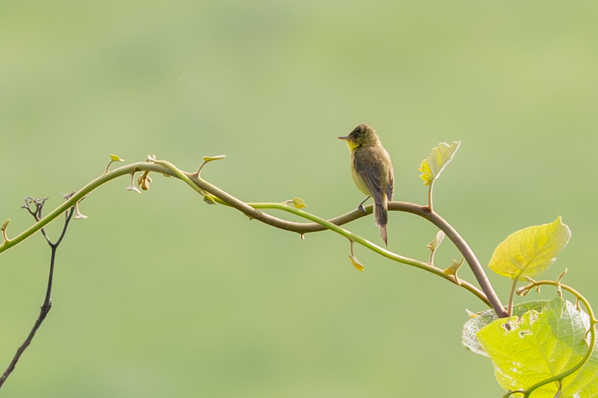 African Yellow-Warbler - Peter Kwiatek