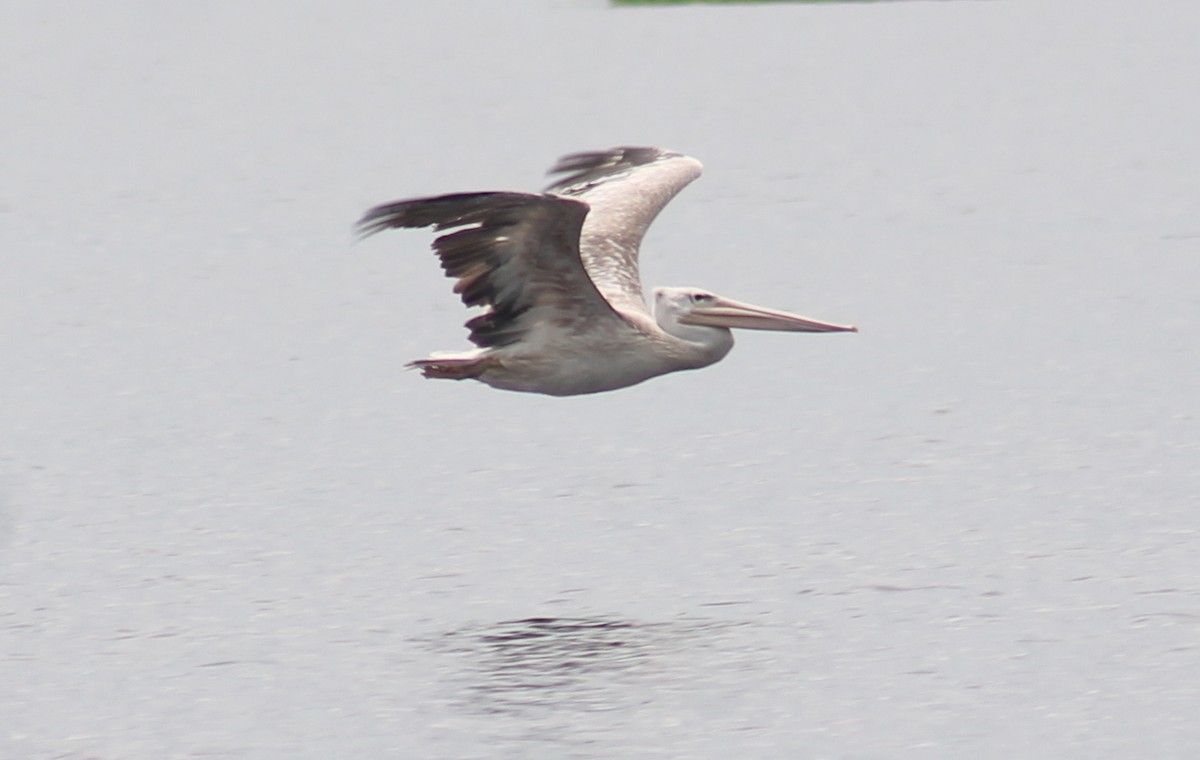 Pink-backed Pelican - ML612525052