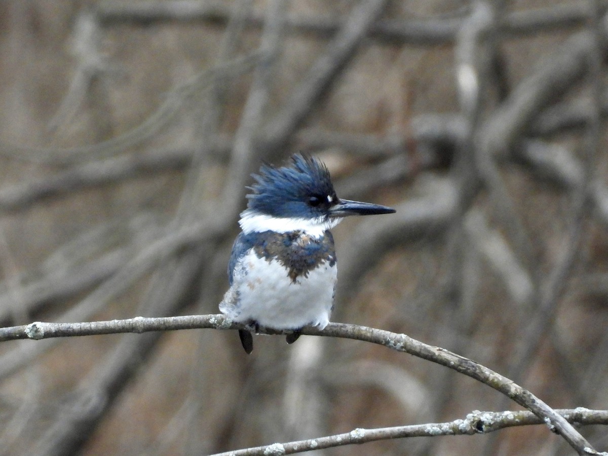 Belted Kingfisher - ML612525593