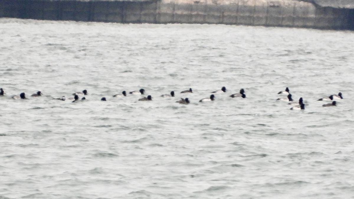 Greater Scaup - ML612525610