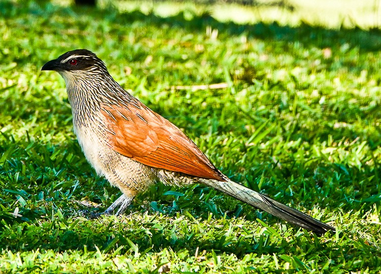 White-browed Coucal - ML612525773